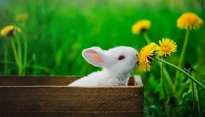 糖心vlog深度揭秘：爆料风波背后，大V在记者发布会的角色极其令人意外